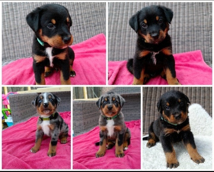 Beaucer Sennen pups! (Merle Beauceron x Berner Sennen), Dieren en Toebehoren, Honden | Bulldogs, Pinschers en Molossers, Parvo