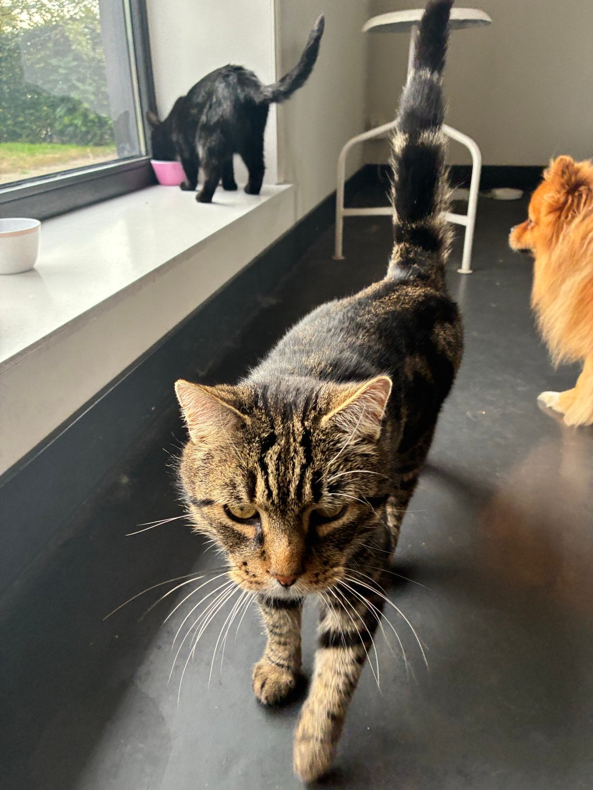 Lieve gecastreerde kater, Kater