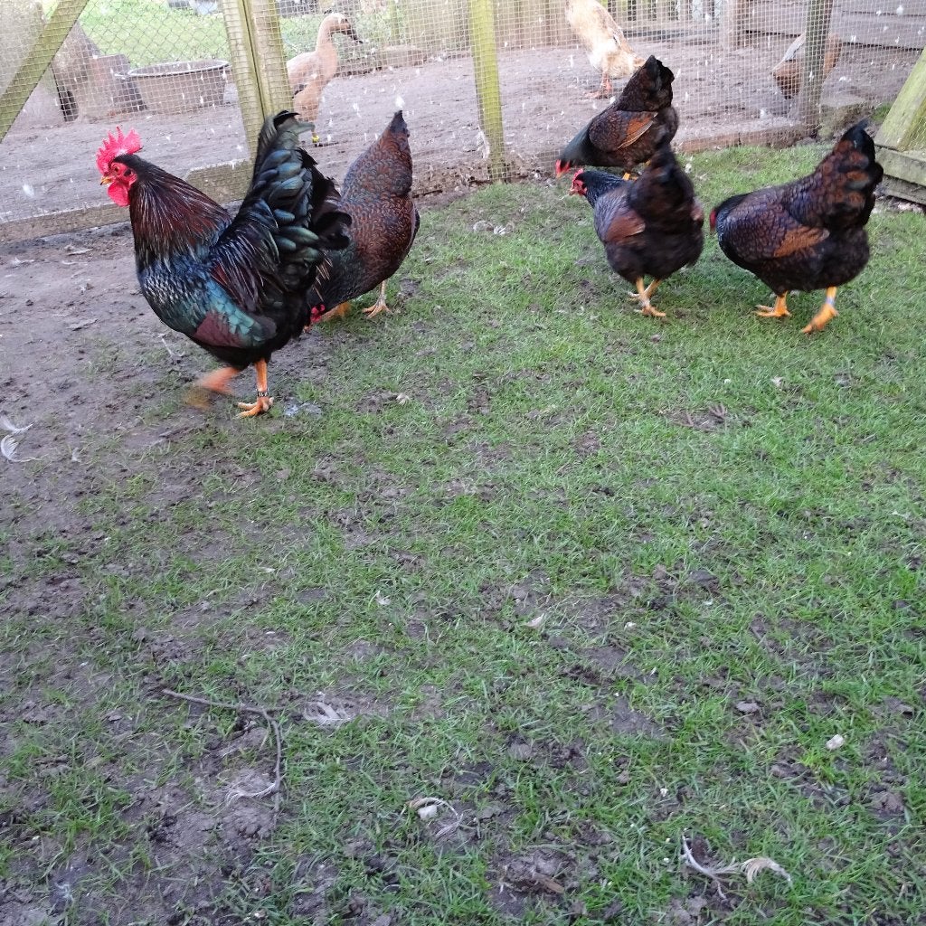Broedeieren Barnevelder krielkip, Dieren en Toebehoren, Pluimvee, Geslacht onbekend, Kip