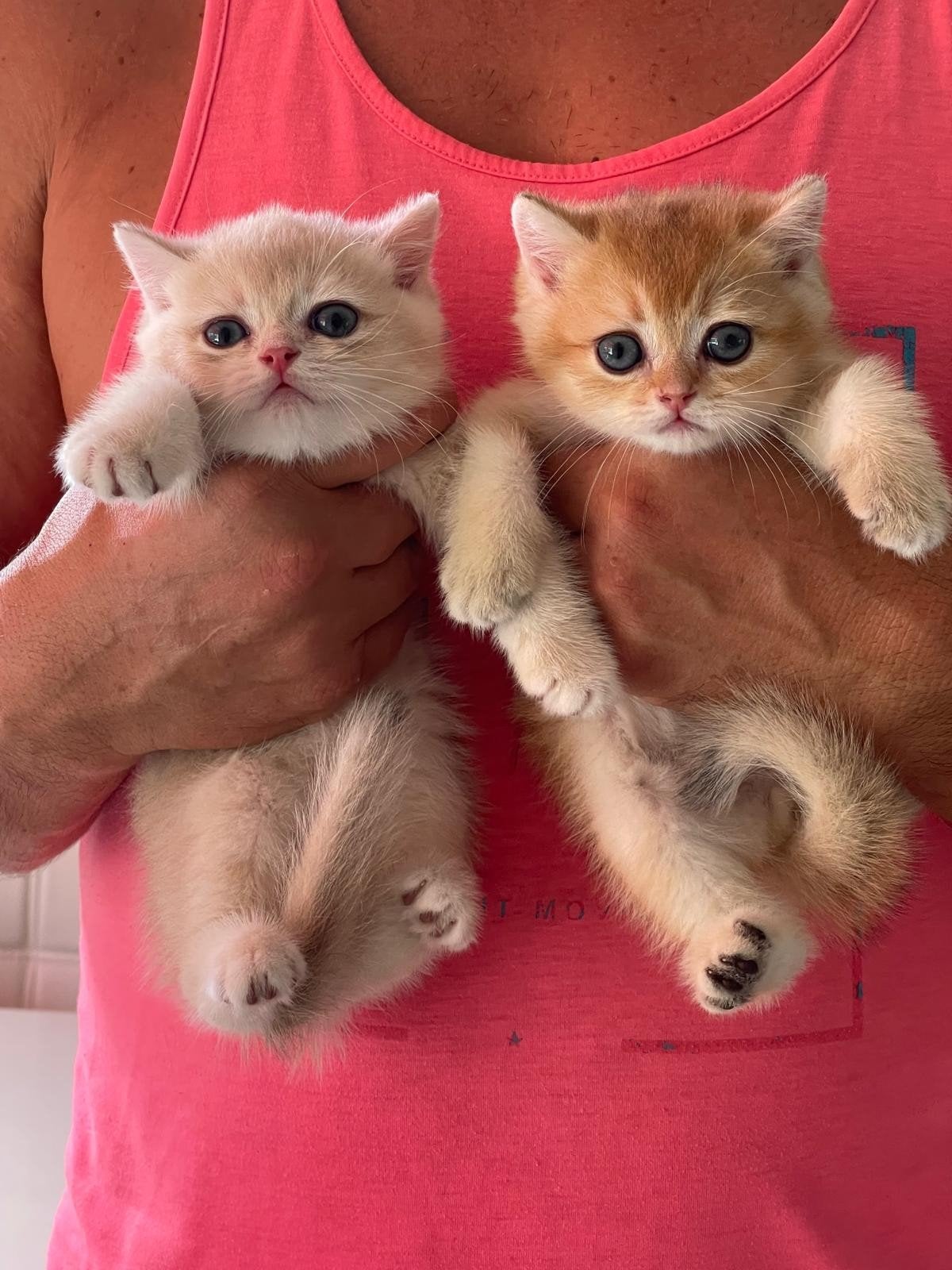 Britse Golden korthaar ( laaste 2 nog !!!), Dieren en Toebehoren, Kater