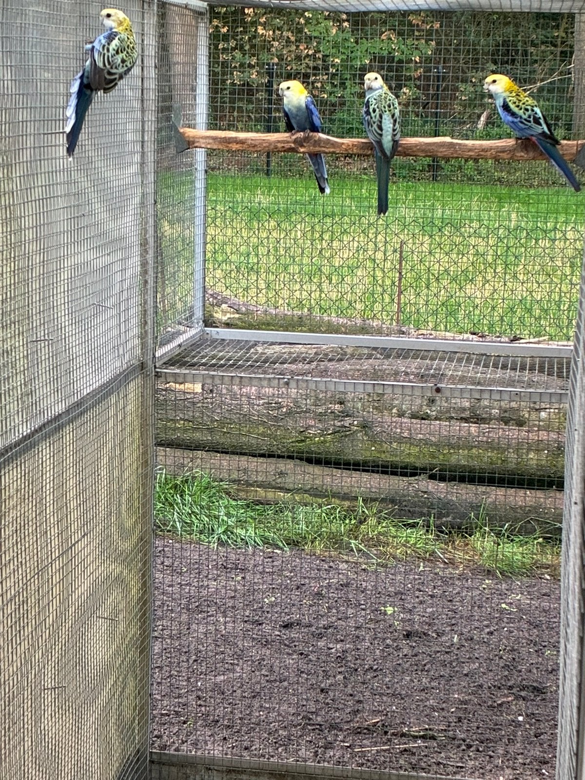 bleekkop rosellas uit 2 nestjes tekoop., Dieren en Toebehoren, Meerdere dieren, Parkiet, Geringd