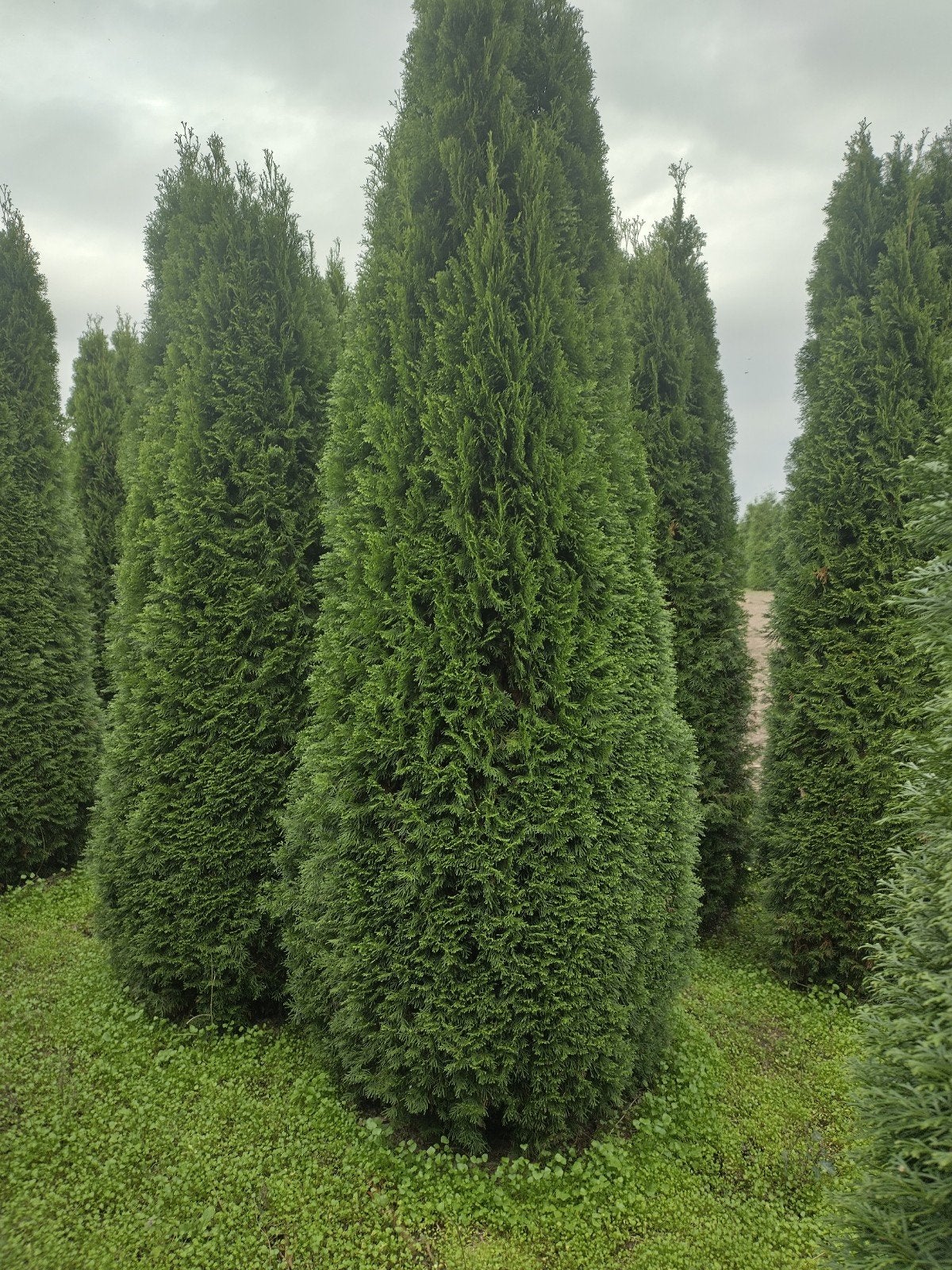 Thuja occidentalis Smaragd 350-400cm, Volle zon, Bloeit niet, Ophalen of Verzenden, 250 tot 400 cm