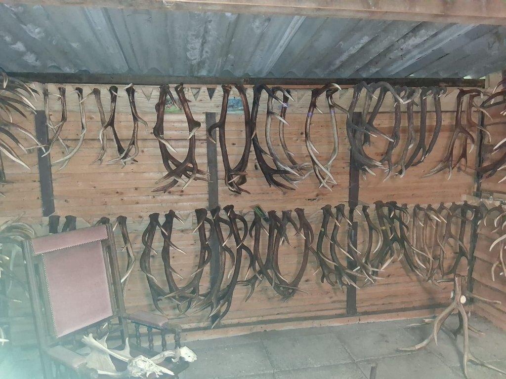 257 Geweien Troffeëen Edelhert waarvan 73 spannen (417KG), Verzamelen, Dierenverzamelingen, Ophalen, Gebruikt, Wild dier, Gewei of Kop