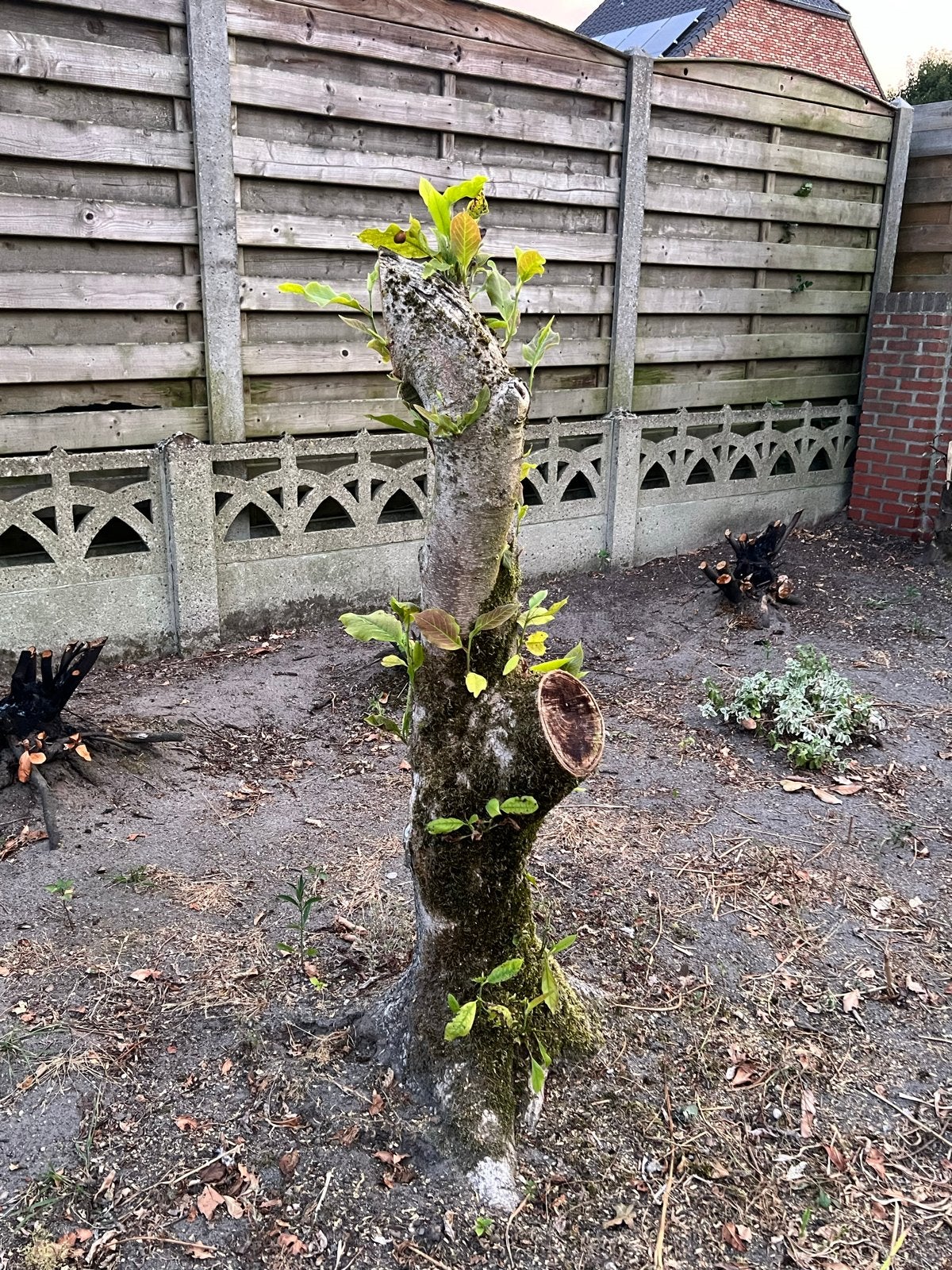 Gratis brandhout zelf uithalen, 6 m³ of meer, Ophalen of Verzenden, Overige houtsoorten, Stammen