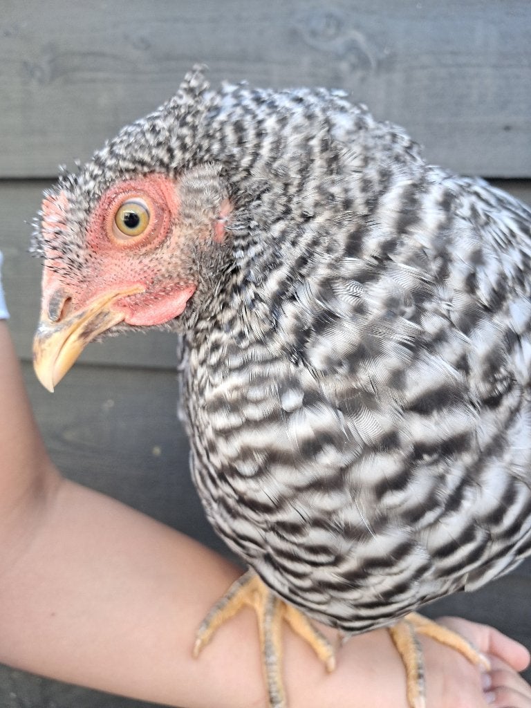 Amrock kippen, Dieren en Toebehoren, Pluimvee, Vrouwelijk, Kip