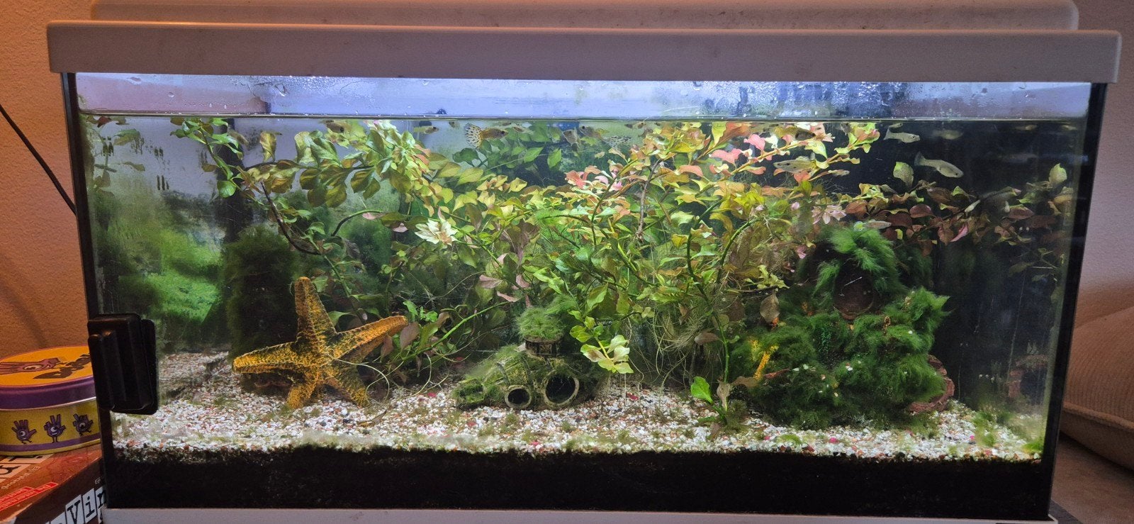 goed draaiend aquarium, compleet, Dieren en Toebehoren, Ophalen, Inclusief vissen, Gebruikt, Gevuld zoetwateraquarium