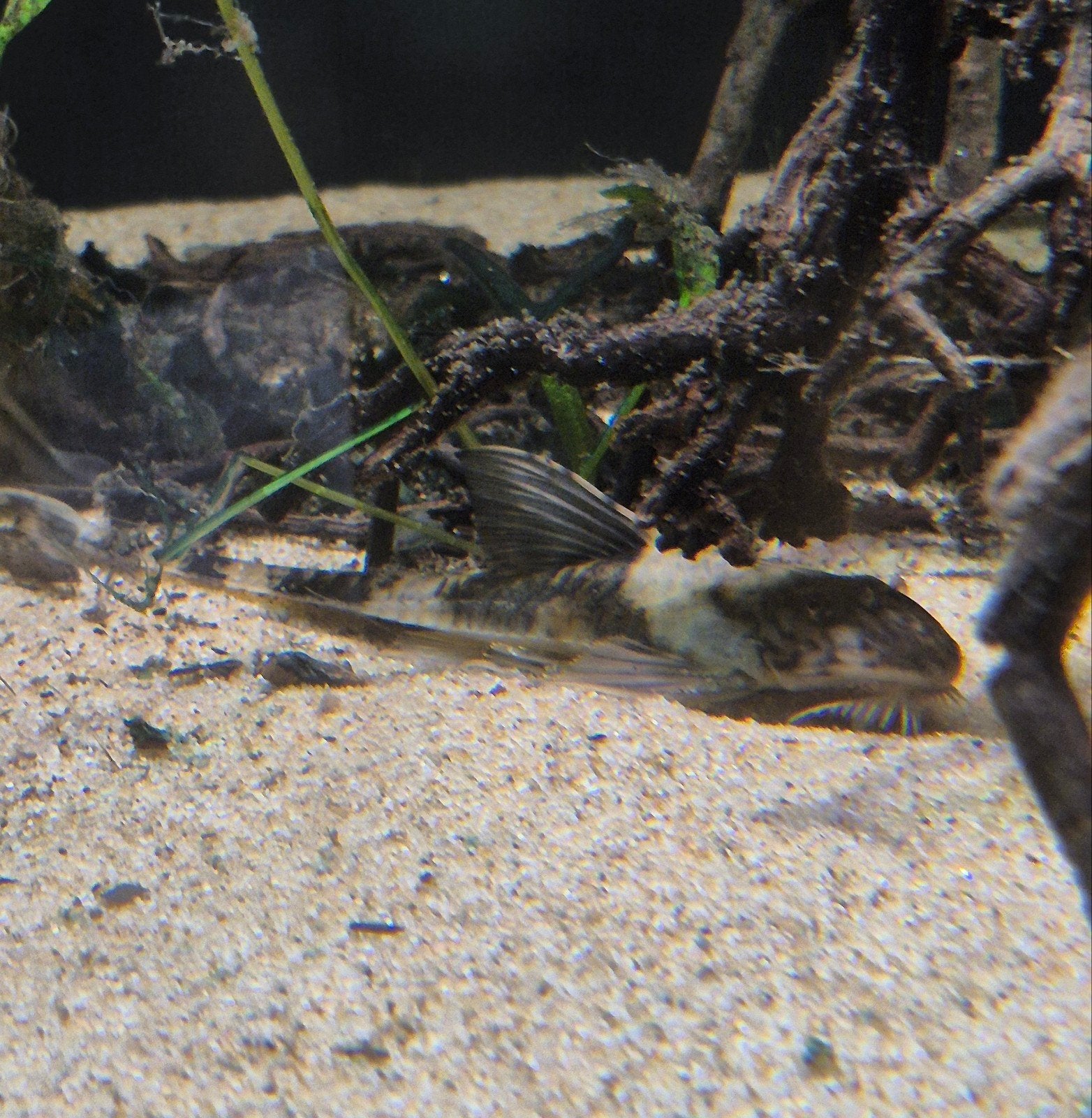 Rineloricaria Simillima, Vis