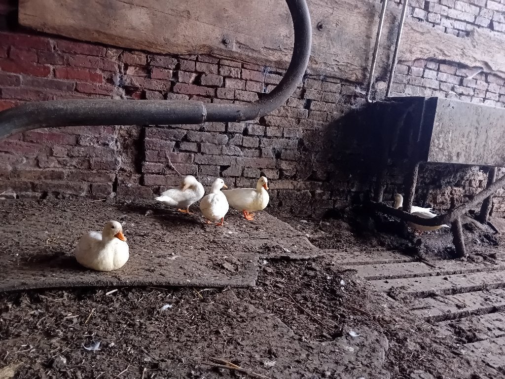 hollandse witte kwakers, Meerdere dieren, Eend