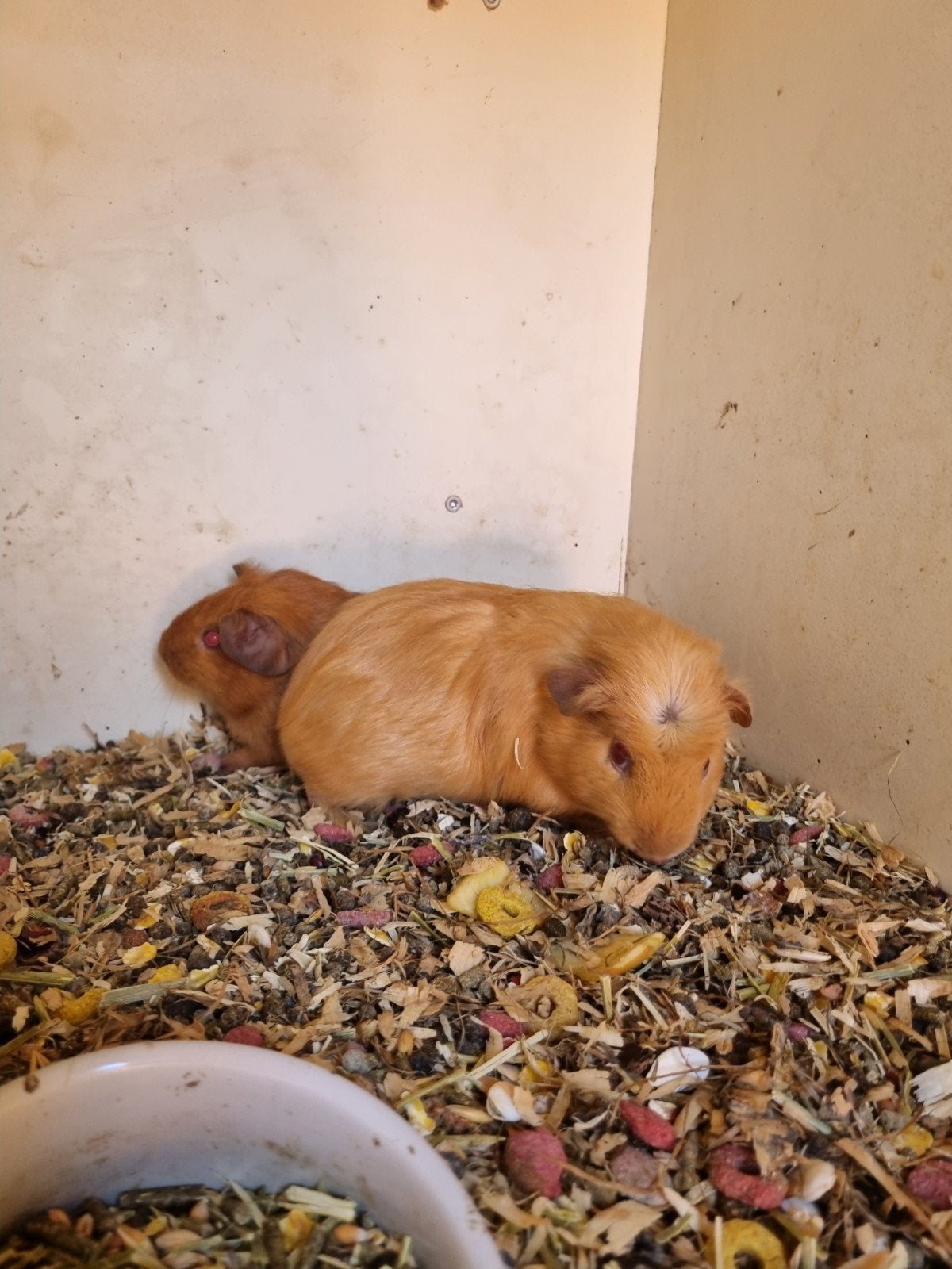 5 prachtige cavia's, Dieren en Toebehoren, Knaagdieren, April, Meerdere dieren, Cavia