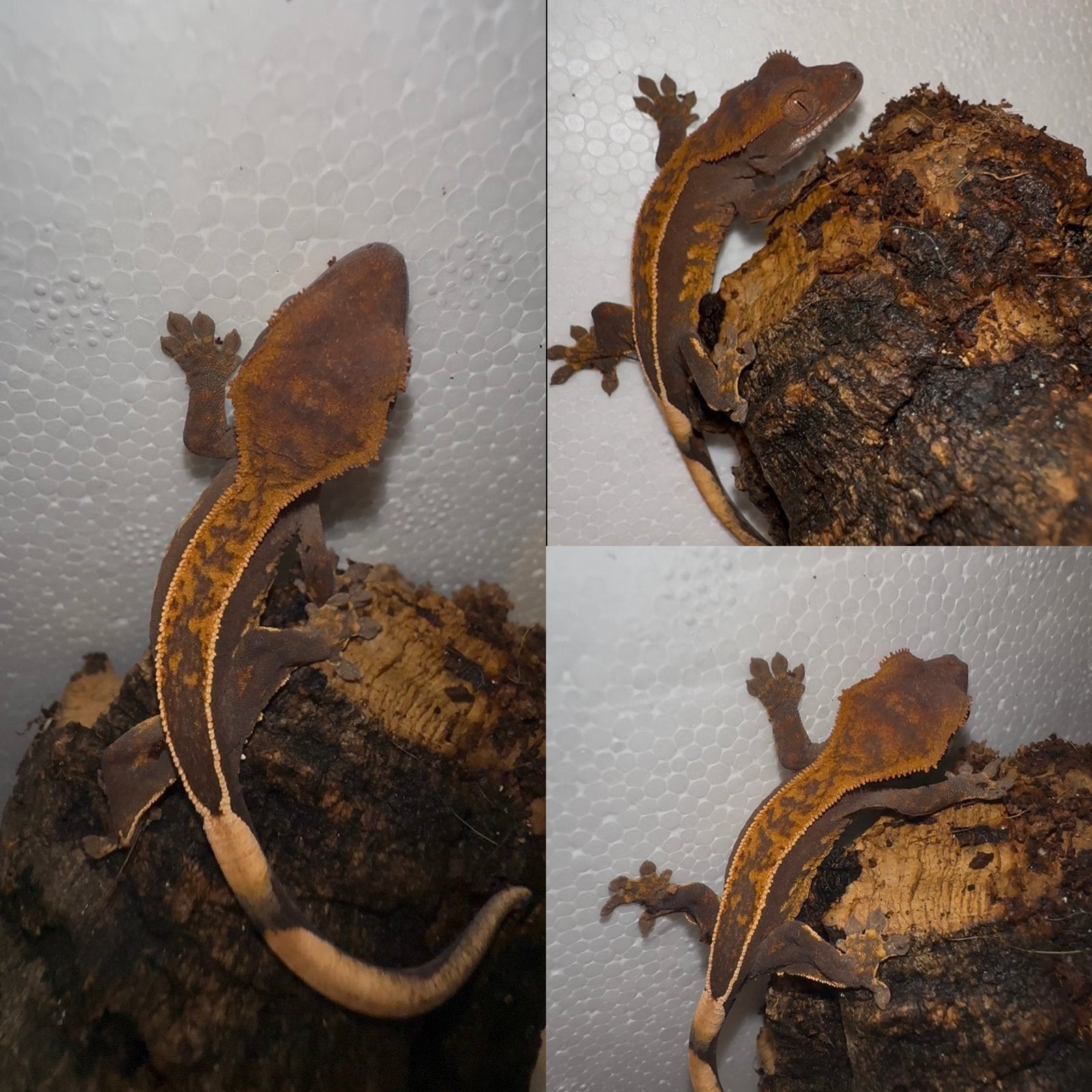 Wimpergekko baby, Dieren en Toebehoren, Reptielen en Amfibieën, Hagedis, Tam, 0 tot 2 jaar