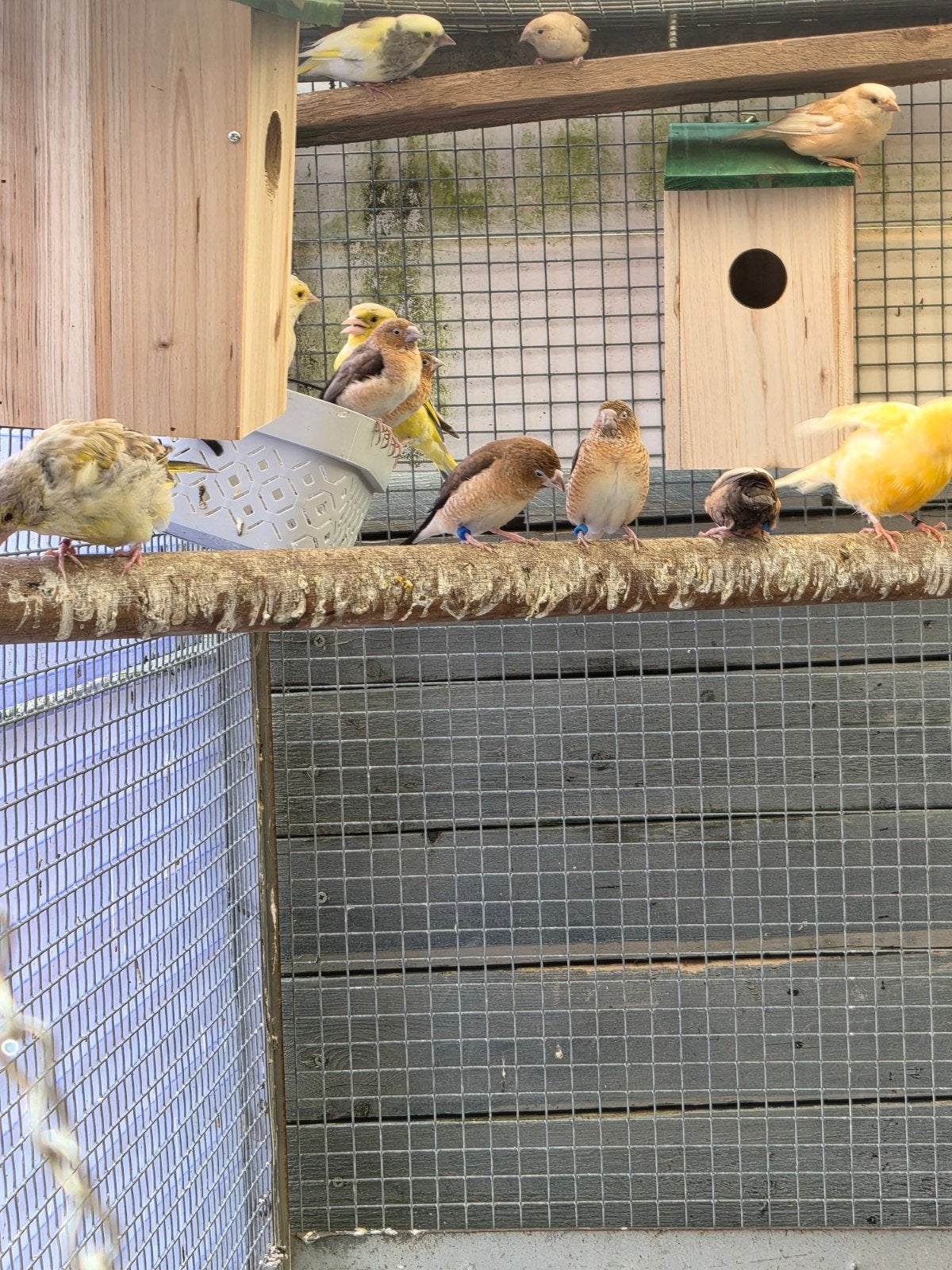 4 koppels zilverbekjes, Meerdere dieren