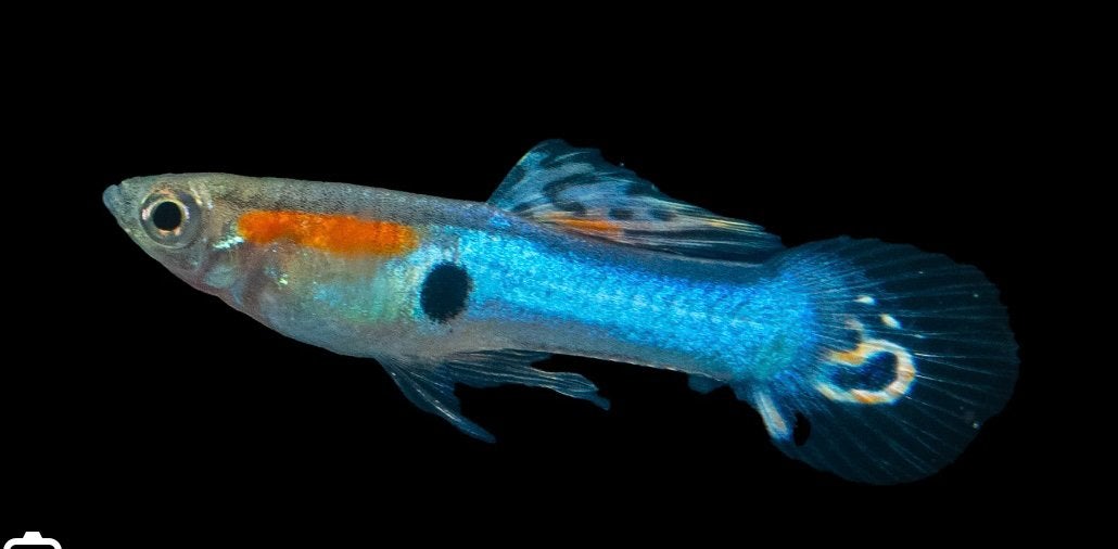 Black molly and Japan Blue Endler Guppies, Dieren en Toebehoren, Vis