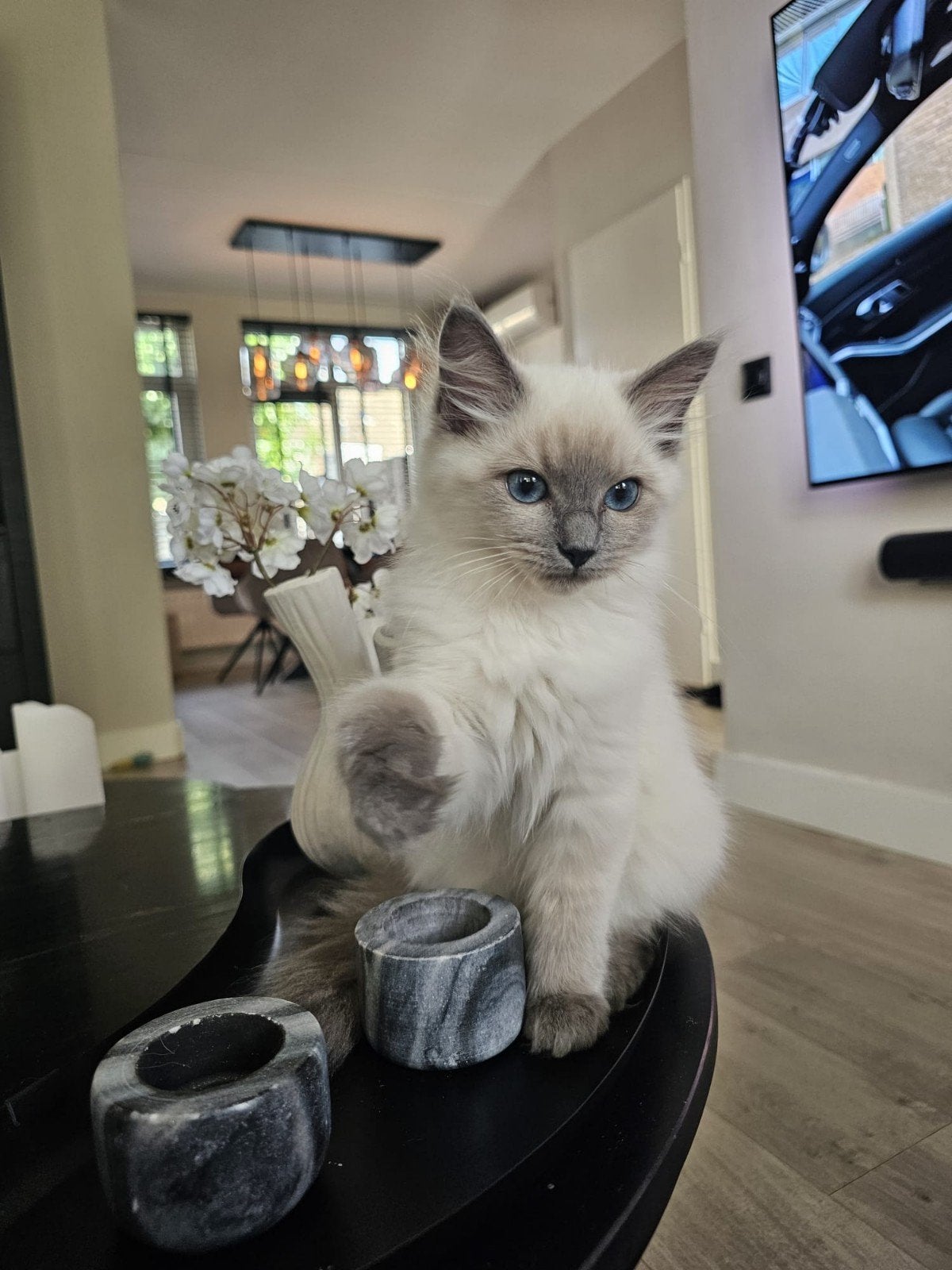 Ragdoll kittens met stamboom beide ouders getest, Dieren en Toebehoren, Meerdere dieren, Met stamboom, 0 tot 2 jaar