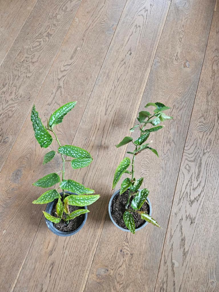 Stippenplant begonia stekken, Ophalen, Halfschaduw, Minder dan 100 cm
