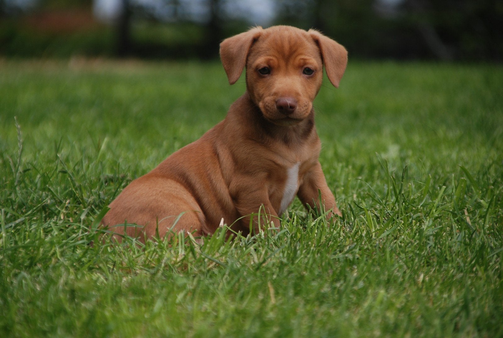 TeKoop: 3 Prachtige Jack Russel Pups !, Jack Russell Terriër, 8 tot 15 weken, Meerdere, Meerdere dieren