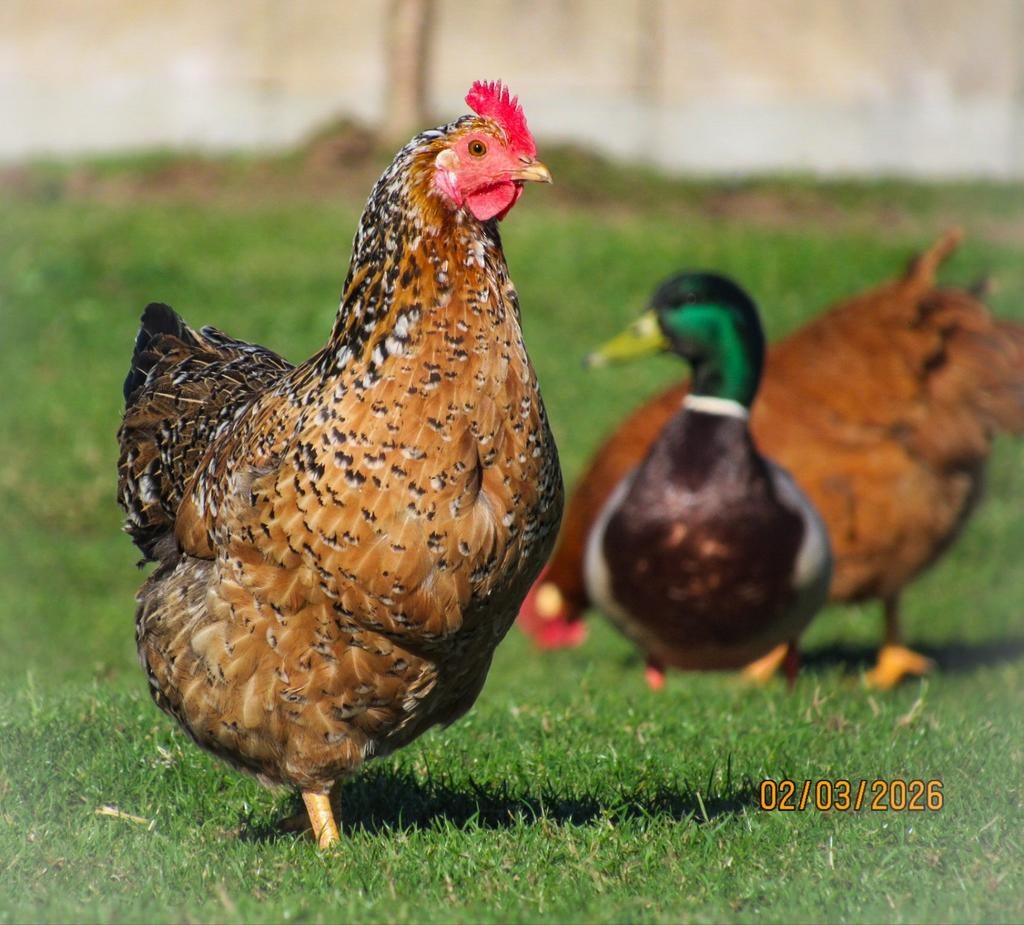 Te koop: broedeieren van veel verschillende mix kippen, Dieren en Toebehoren, Meerdere dieren, Kip