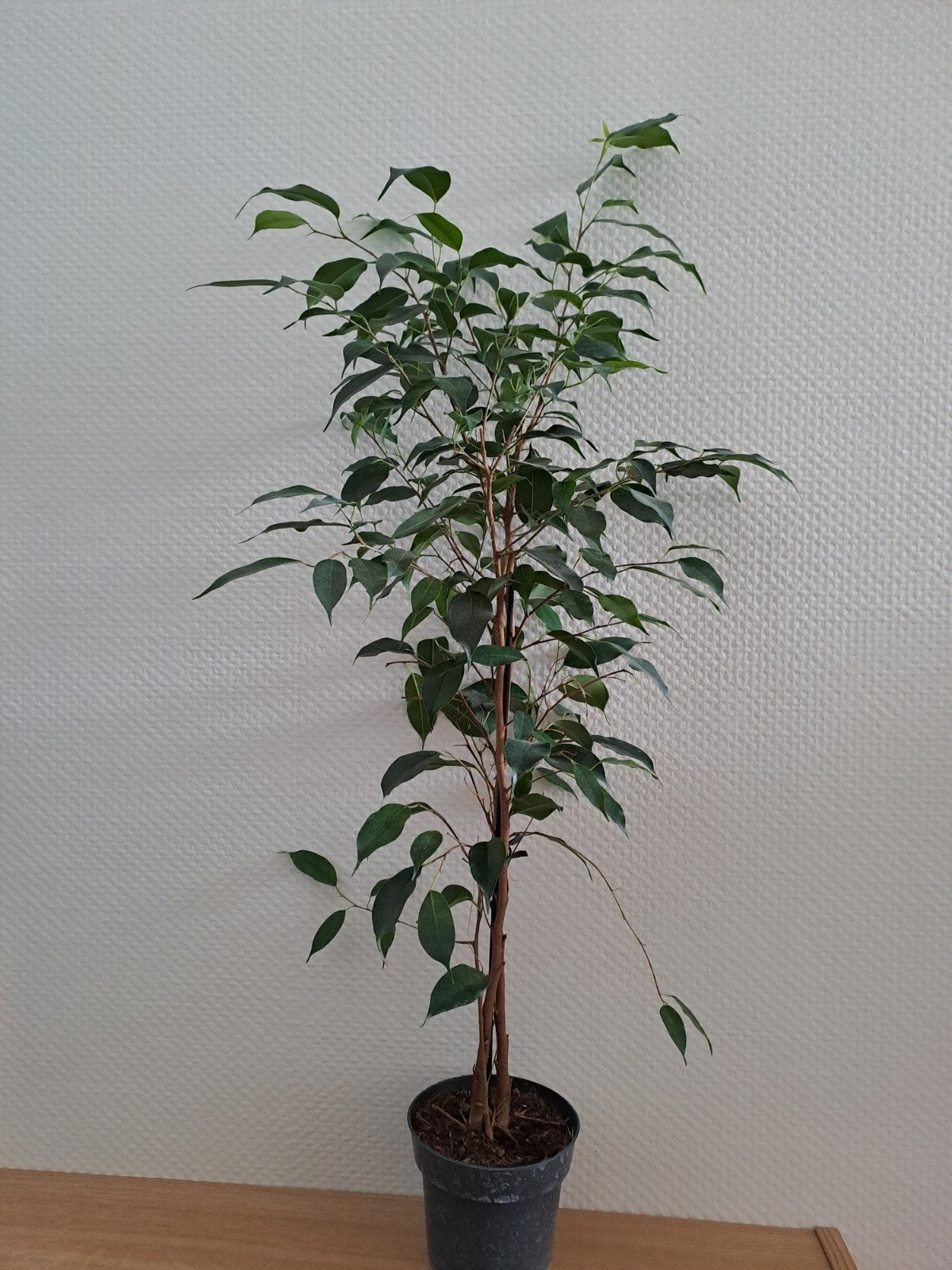 Ficus benjamina 'Danielle' (treurvijg), Ophalen, Ficus, Halfschaduw, Minder dan 100 cm