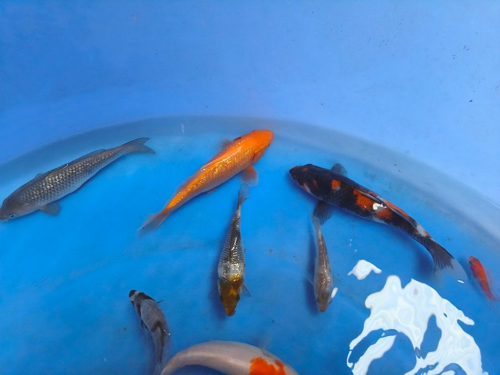 Eigen kweek koi, Karper of Koi