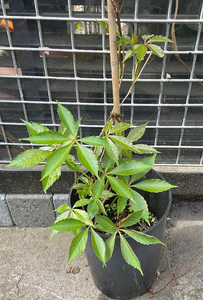 Wingerd, Ophalen, Volle zon, Vaste plant, Klimplanten