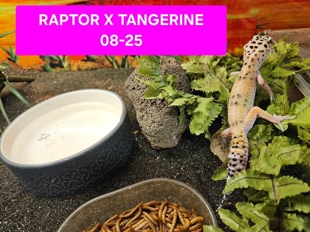 Eublepharis macularius Luipaardgekko Leopard Gecko photo 13