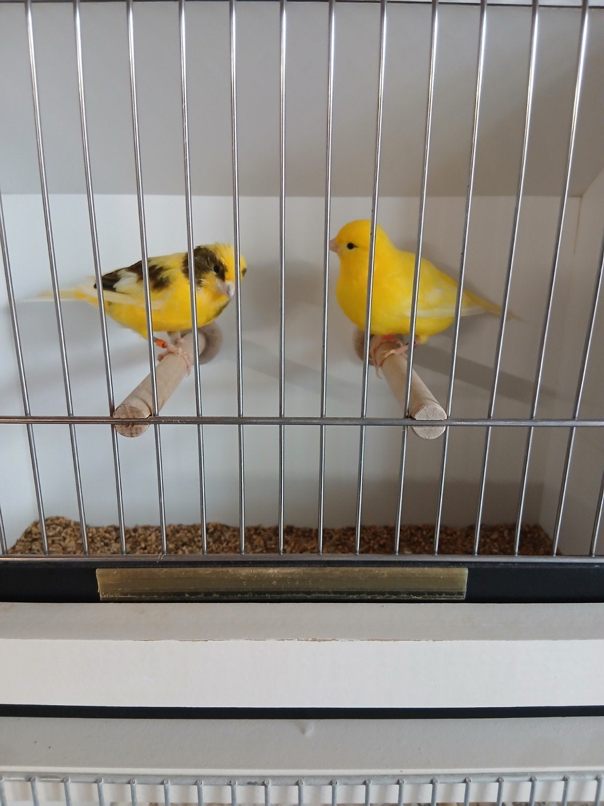 mooi koppel kanaries uit de buitenvoliere, Dieren en Toebehoren