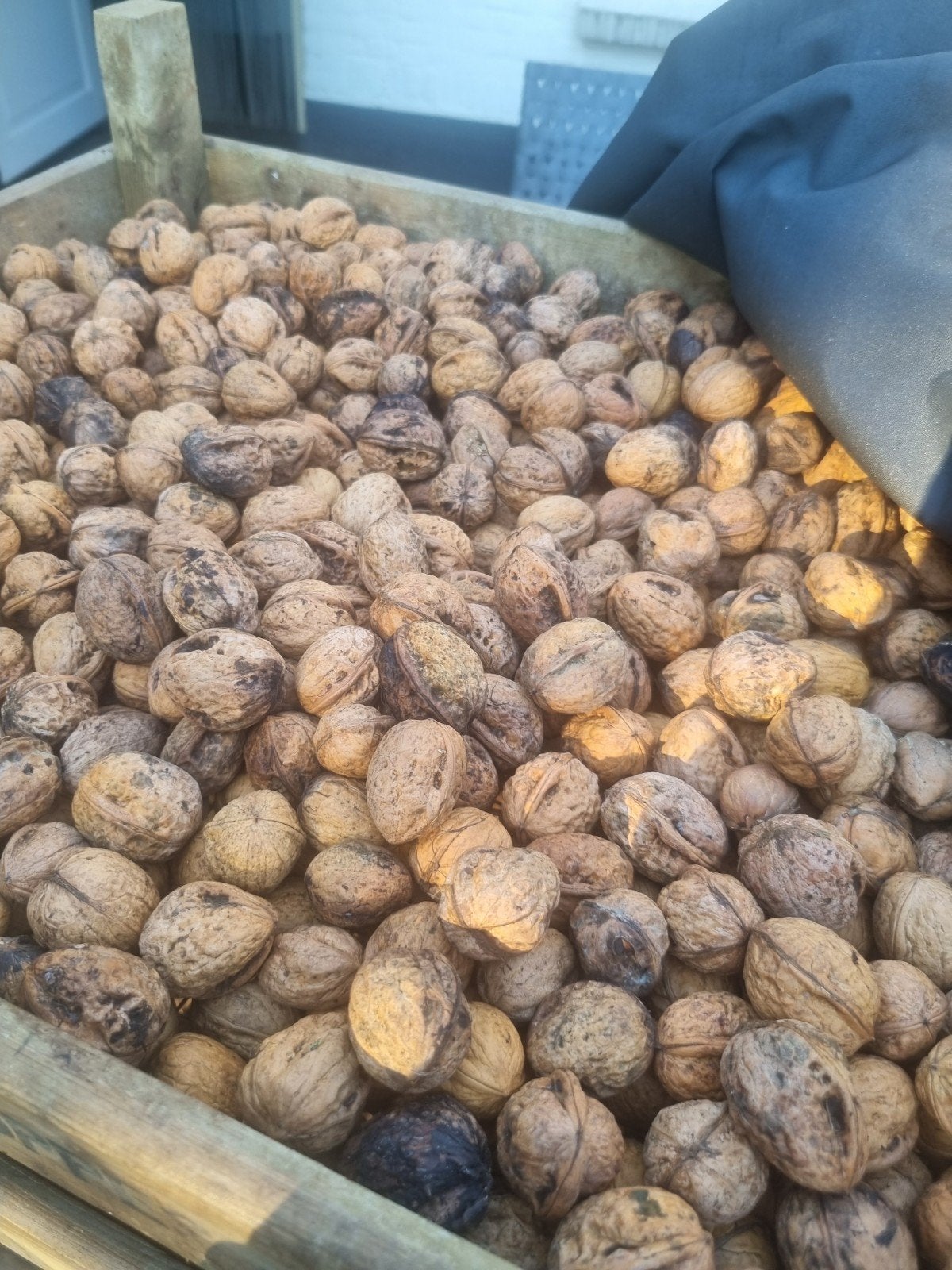 Nog ca. 10 kilo verse walnoten van eigen oogst, Ophalen