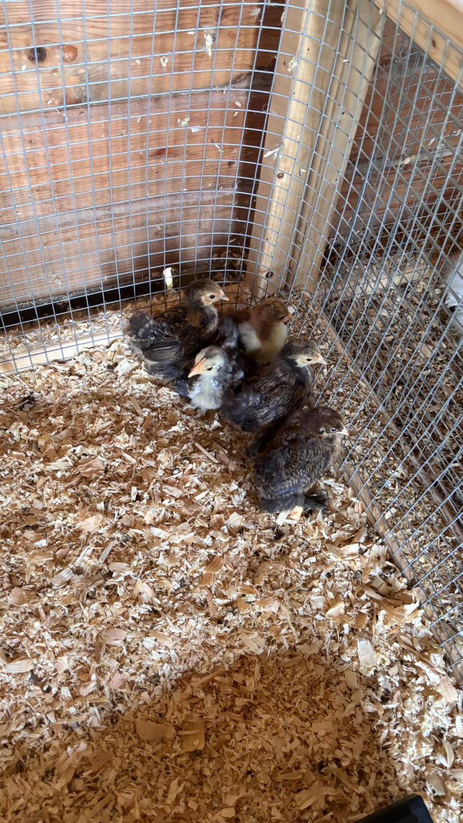 4 cochin kriel kuikens, Dieren en Toebehoren, Geslacht onbekend, Kip