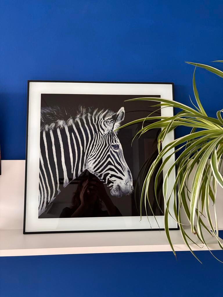 Zebra Fotoprint in Zwart-Wit Lijst, Ophalen of Verzenden, Zo goed als nieuw, Foto of Poster, 50 tot 75 cm