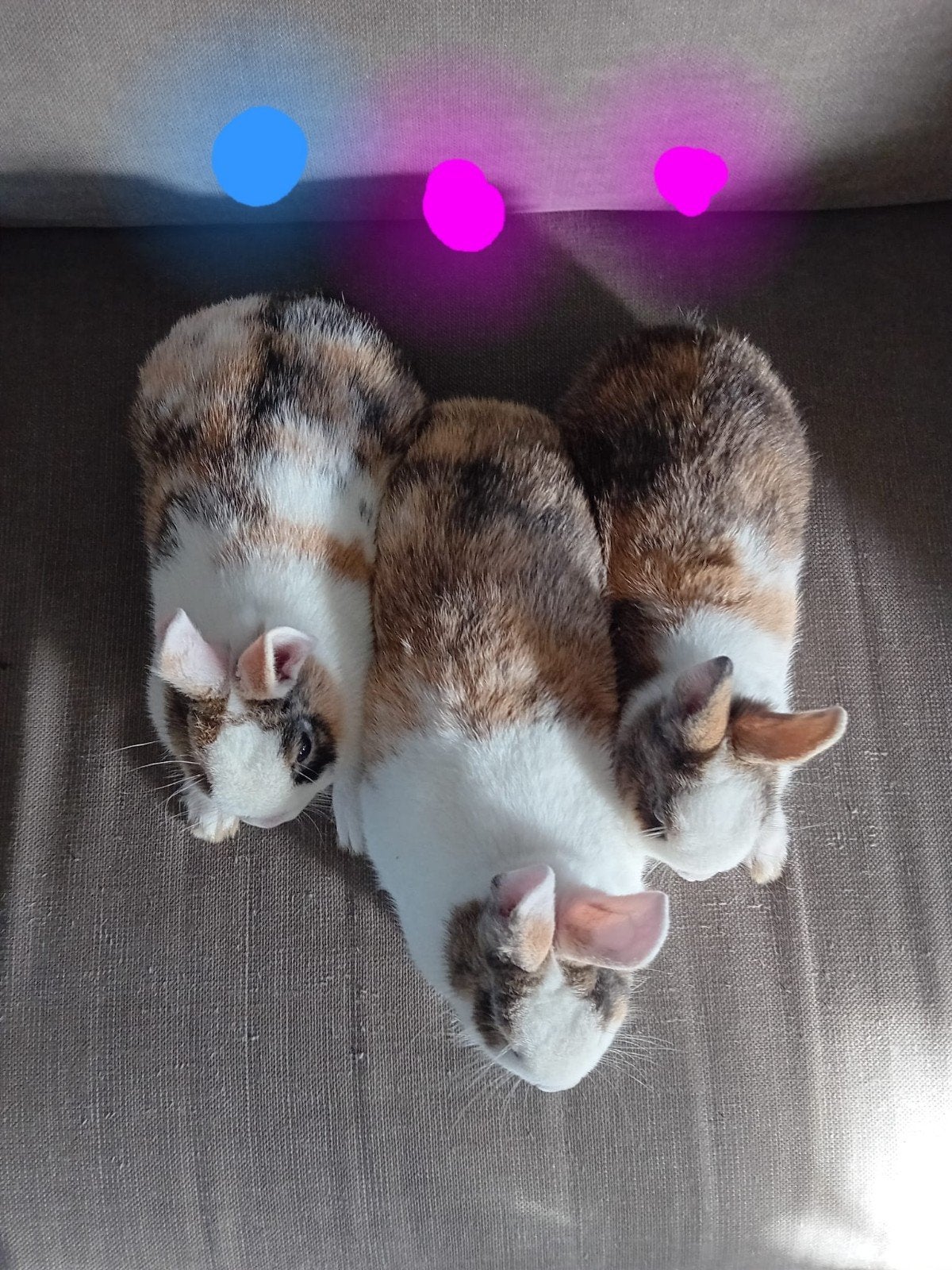 3 Loffelohr konijntjes!, Dieren en Toebehoren, Konijnen, Meerdere dieren, Dwerg