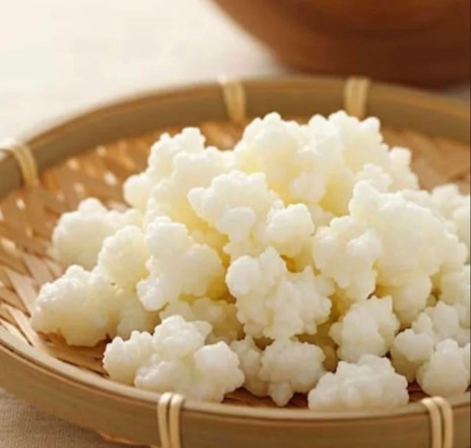 Kefir korrels of roosjes gegroeid op biologische volle melk, Ophalen