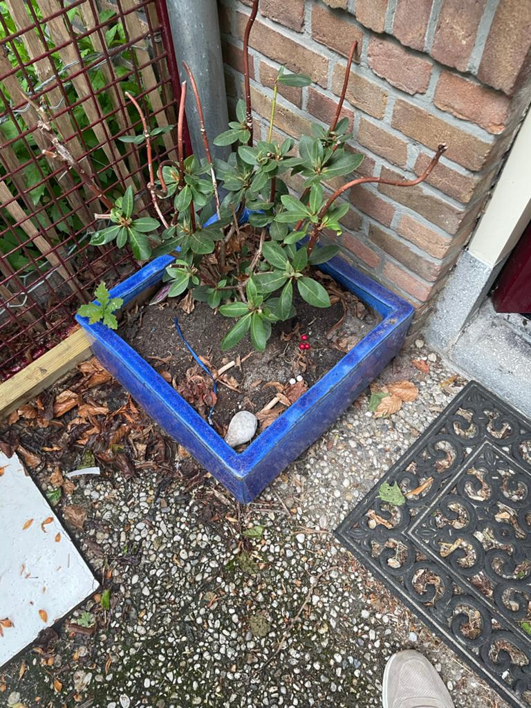 Rhododendron 'Roseum Elegans' in blauwe pot, Vaste plant, Halfschaduw, Lente, Ophalen