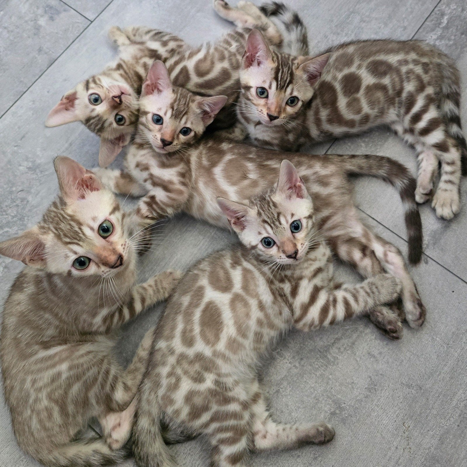 Ras zuivere bengaal kittens snow mink ( mogen al weg ), Dieren en Toebehoren, Meerdere dieren