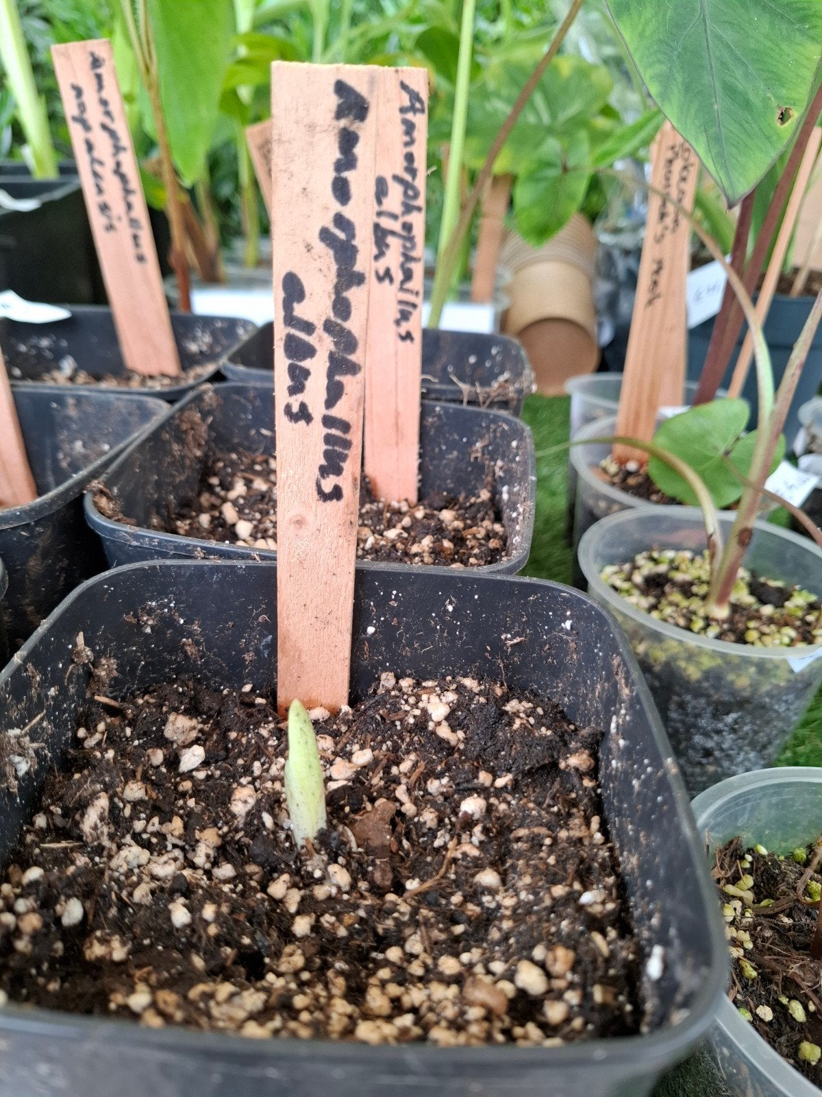 Amorphophallus albus., Ophalen of Verzenden, Overige soorten, Volle zon
