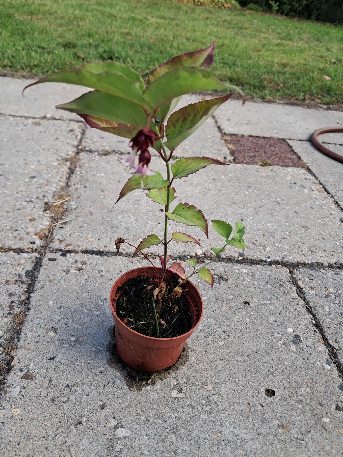 Grootmoedersoorbel-fazantenbe struikje - bloeiende tuinplant, Overige soorten, Volle zon, Vaste plant, Ophalen of Verzenden