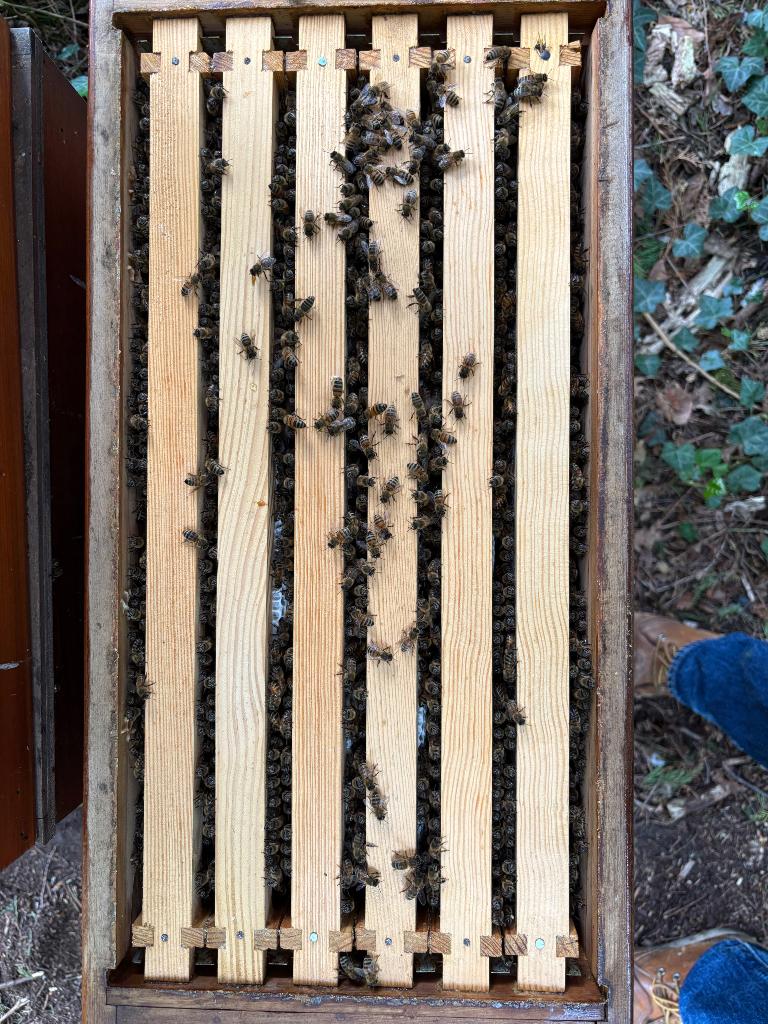 Bijenvolk, inclusief kast. Dadant modified, Dieren en Toebehoren, Insecten en Spinnen, Bijen