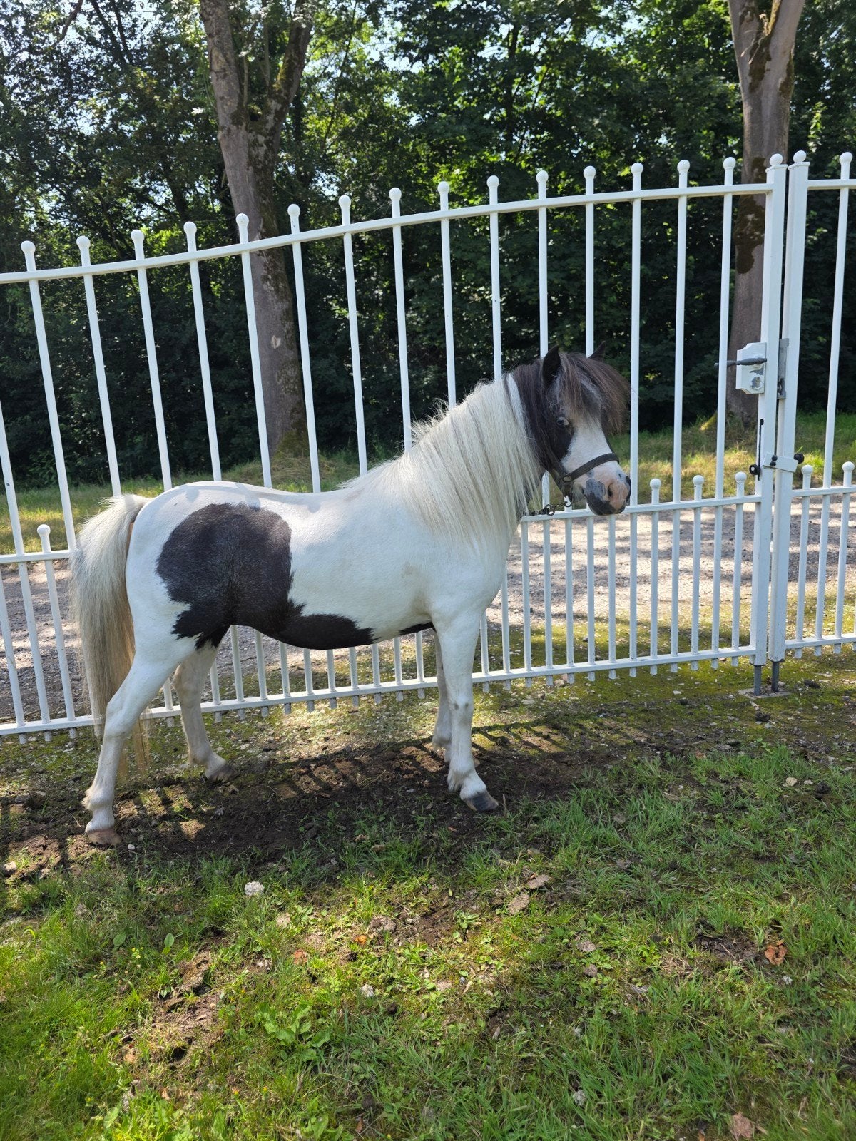 Amha/nmprs merrie, Merrie, A pony (tot 1.17m)