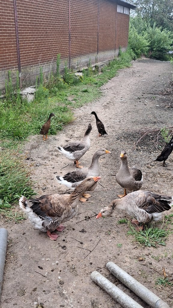 toulouse ganzen/ Muskus/Kaapse eenden / witte kwakers, Dieren en Toebehoren, Meerdere dieren, Eend