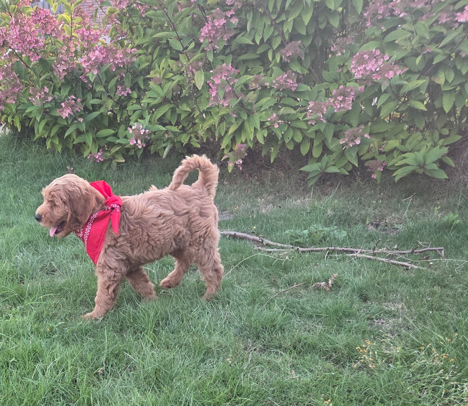 Lieve zindelijke medium Labradoodles, Overige rassen, 8 tot 15 weken, Parvo, Meerdere