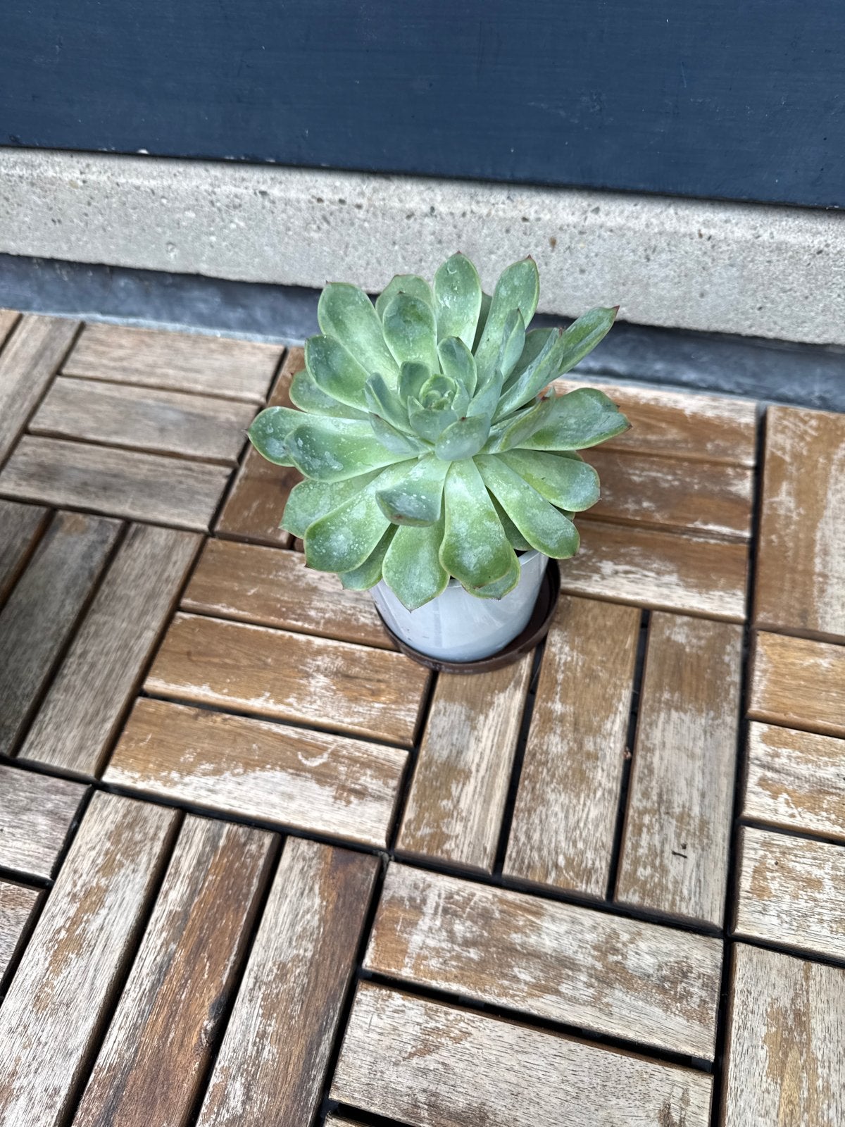 Echeveria succulent - Prachtige vetplant voor binnen/buiten, Overige soorten, Volle zon, Vaste plant, Ophalen of Verzenden