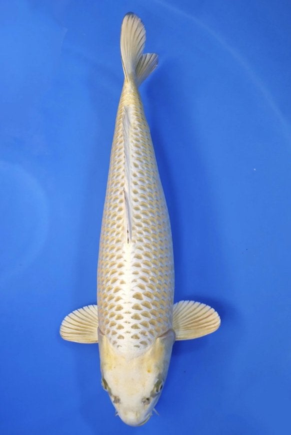 Mukashi ogon, platinum ogon, ginrin, ook butterfly, Karper of Koi