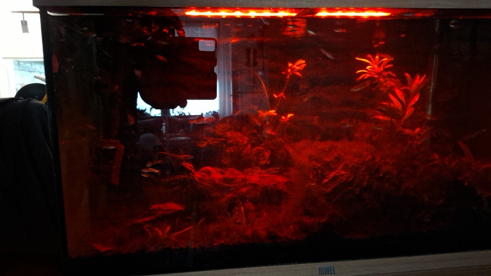 aquarium compleet, Dieren en Toebehoren, Ophalen, Zo goed als nieuw, Gevuld zoetwateraquarium