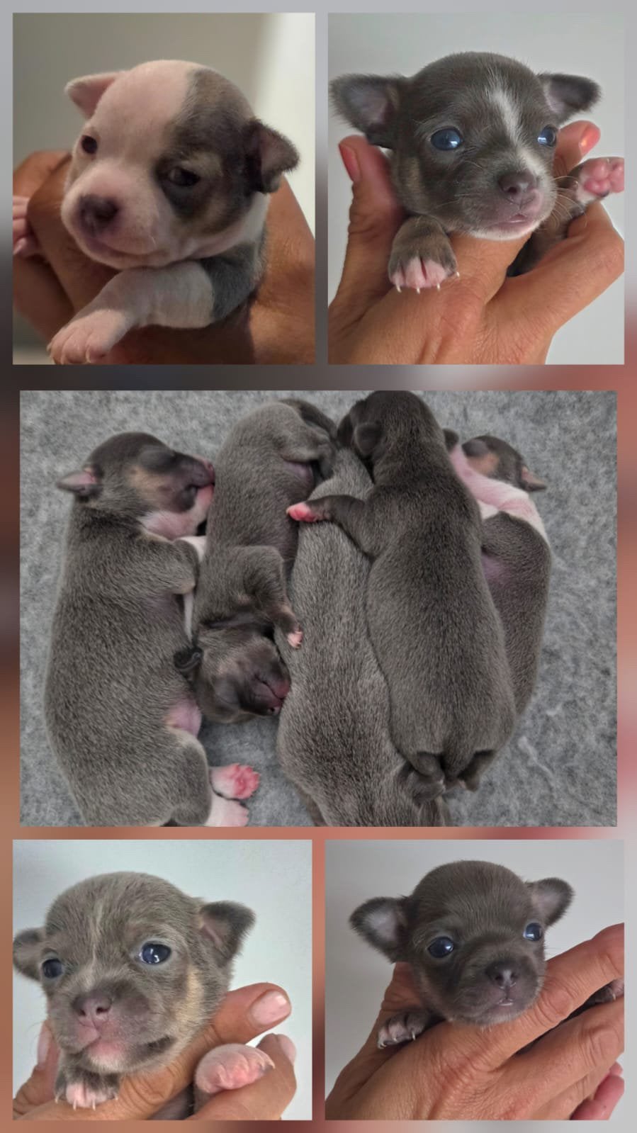 Prachtige Chihuahua pups, Parvo, Overige rassen, 8 tot 15 weken, Teef