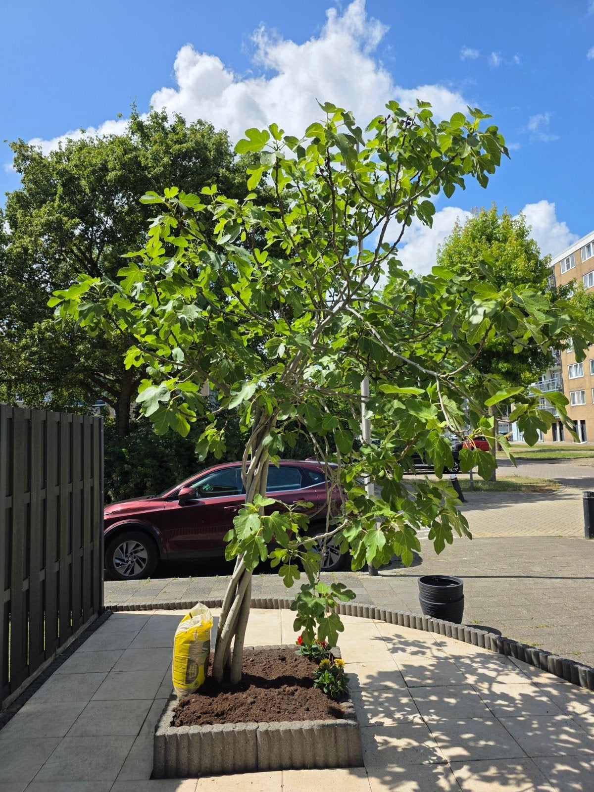 Vijgenboom - Ficus Carica, Tuin en Terras, Overige soorten, Lente, 250 tot 400 cm, Ophalen