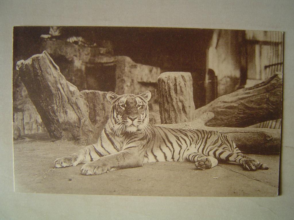 Antwerpen  dierentuin - Ern. Thill, Bruxelles, Verzenden, 1920 tot 1940, Ongelopen, Overige thema's