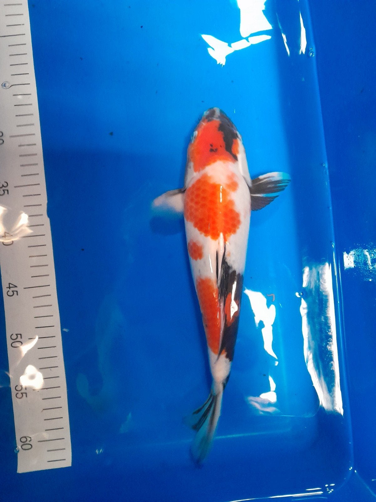 Diverse japanse koi en steuren te koop, Karper of Koi