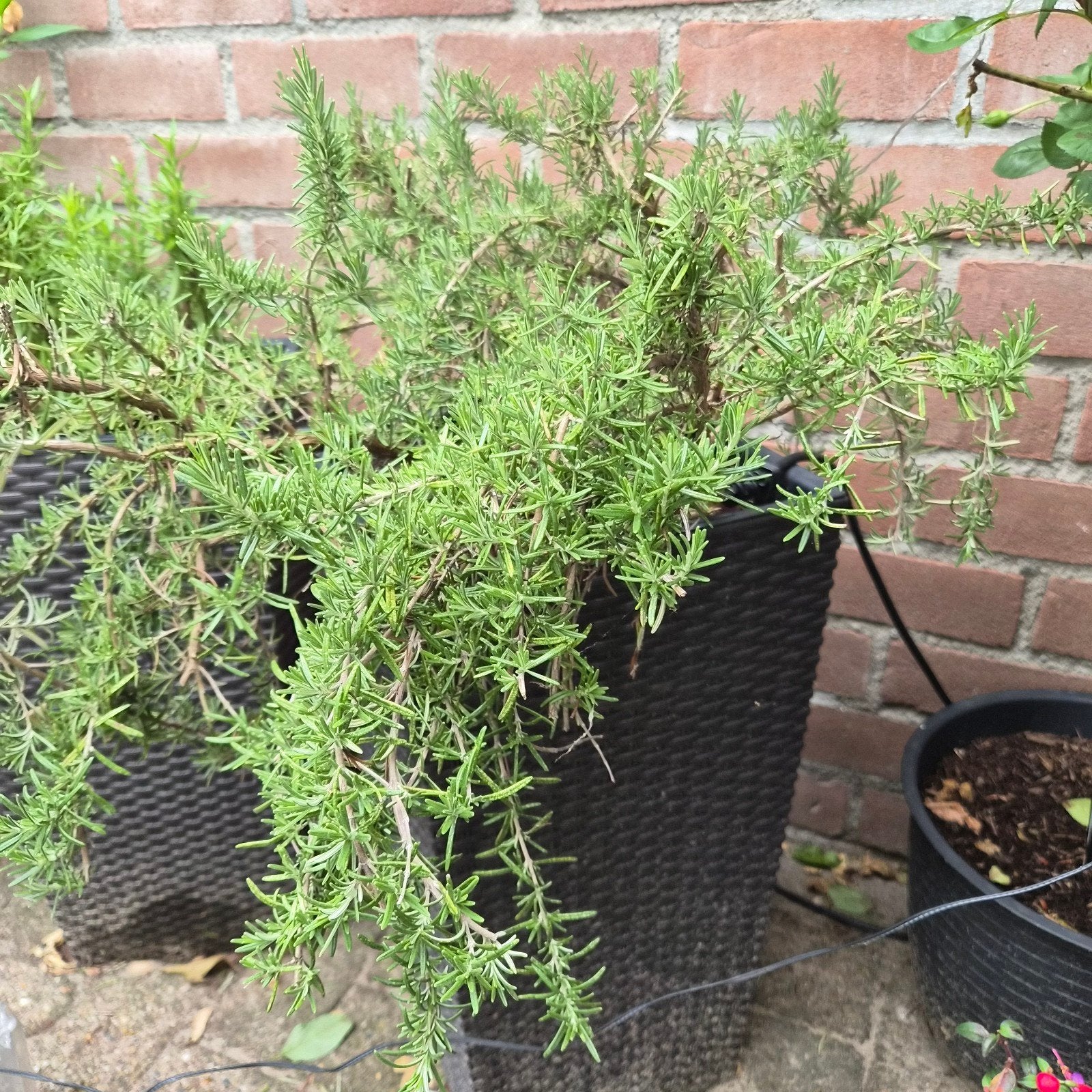 Grote, gezonde Rozemarijn plant (Let op: zonder pot!), Tuin en Terras, Planten | Tuinplanten, Ophalen of Verzenden, Overige soorten