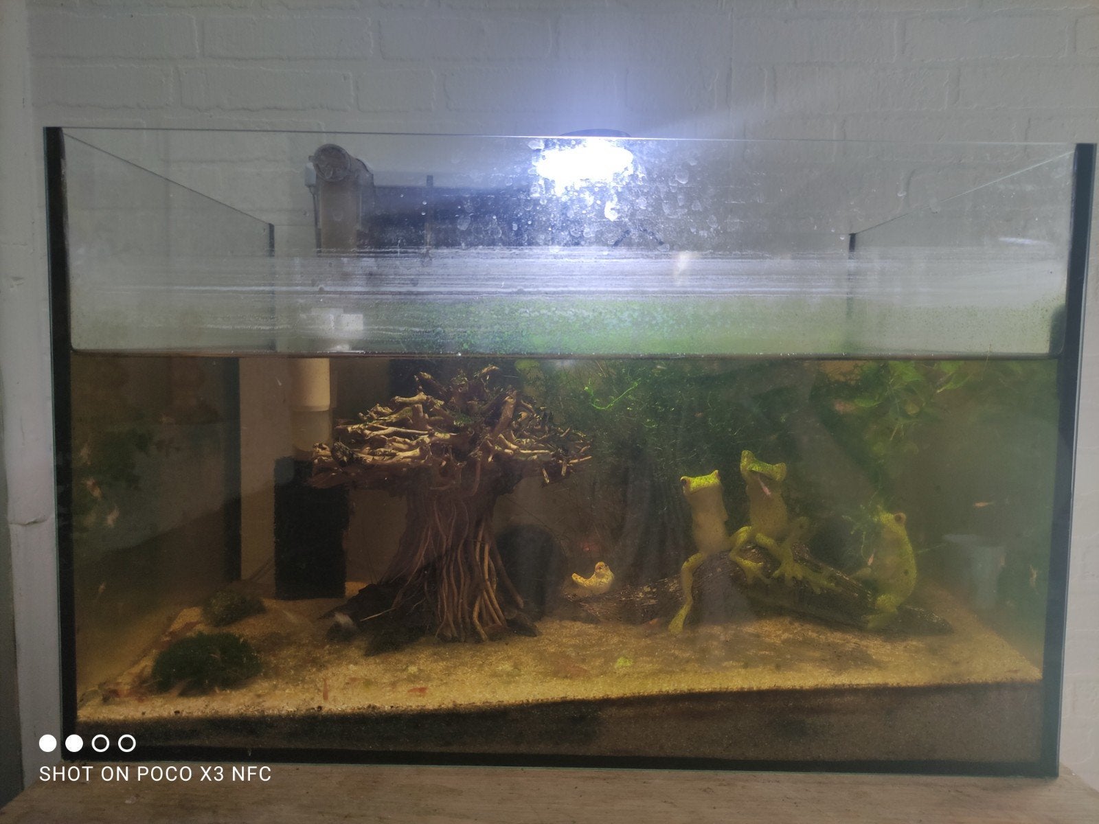Aquarium met garnalen gratis op te halen, Dieren en Toebehoren, Vissen | Aquariumvissen, Kreeft, Krab of Garnaal