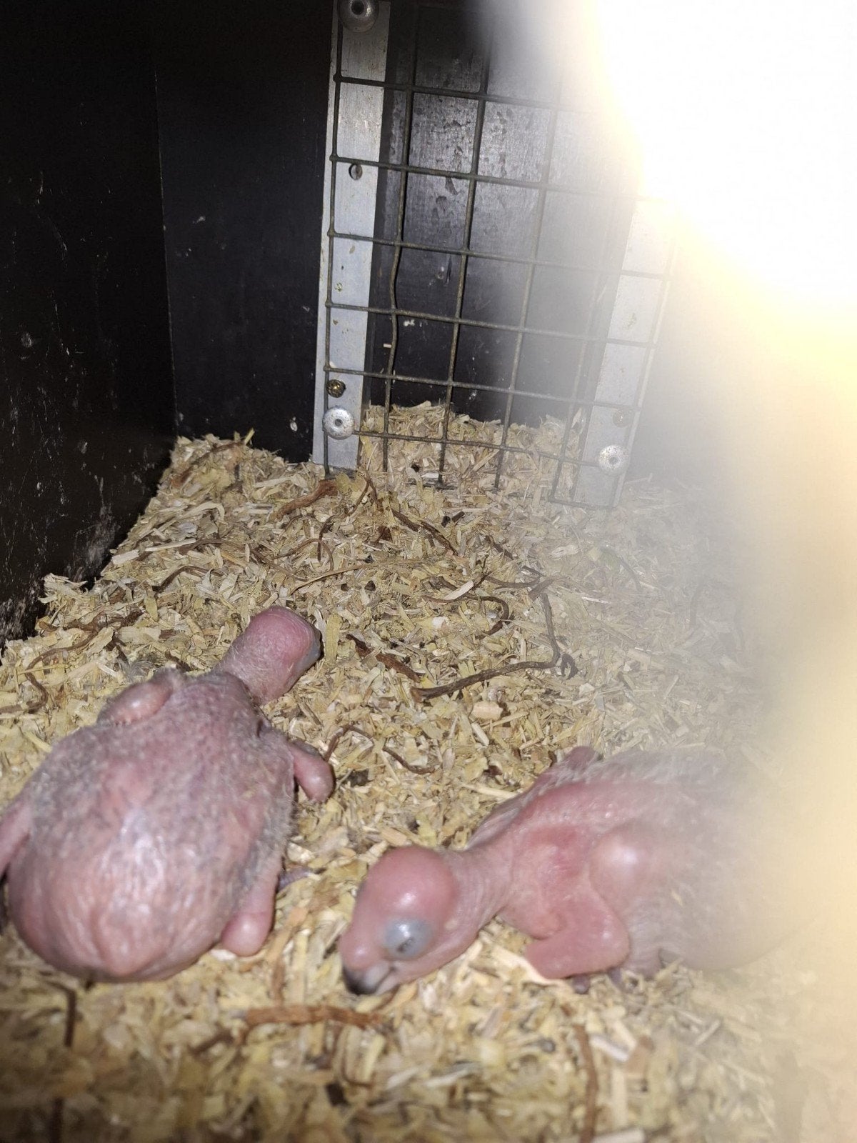 edelpapagaai, Amfibie, 0 tot 2 jaar