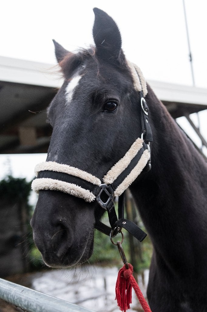 Bijrijdster/verzorgster gezocht, bijrijd/verzorgpaard aangeb, Dieren en Toebehoren, Ophalen, Nieuw, Overige typen