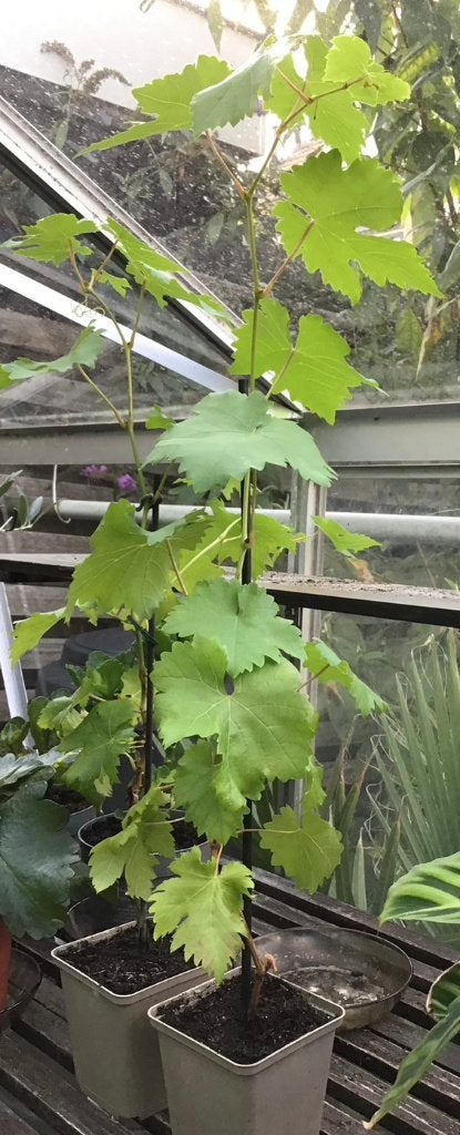 DRUIVENPLANTEN  Witte MUSKAAT, Volle zon, Vaste plant, Ophalen of Verzenden, Fruitplanten